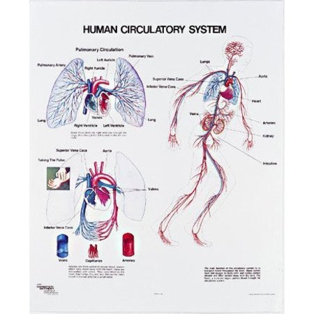 DENOYER-GEPPERT Charts/Posters, Human Circulatory Sys Mounted 1091-10